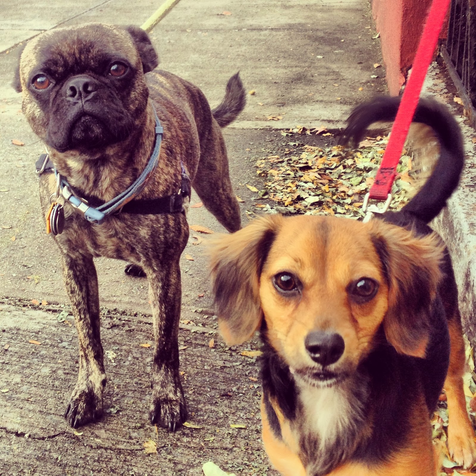 Jason The Dog Walker and Company. HAPPY WINTER DOG WALKING IN PARK SLOPE, BROOKLYN!!!