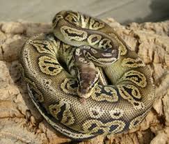 wild-animal wild-animal