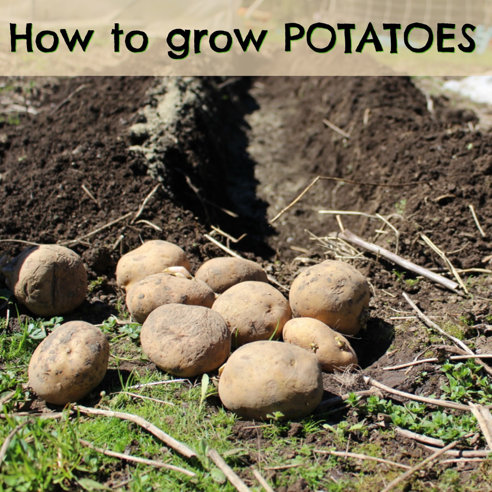 Marblemount Homestead Why and how to grow potatoes in your garden or