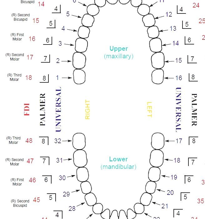 Universal Numbering System - Human Dental Chart