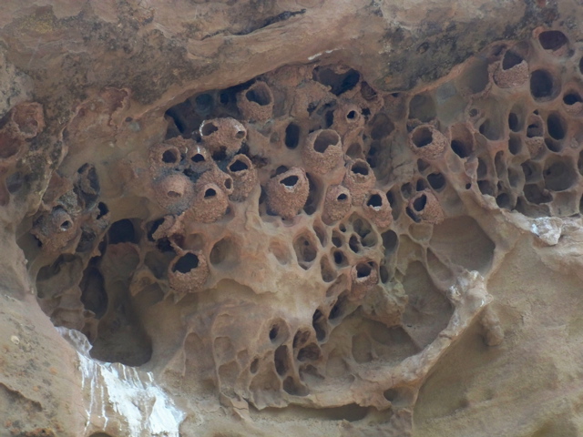 Cliff Swallow Nests 111
