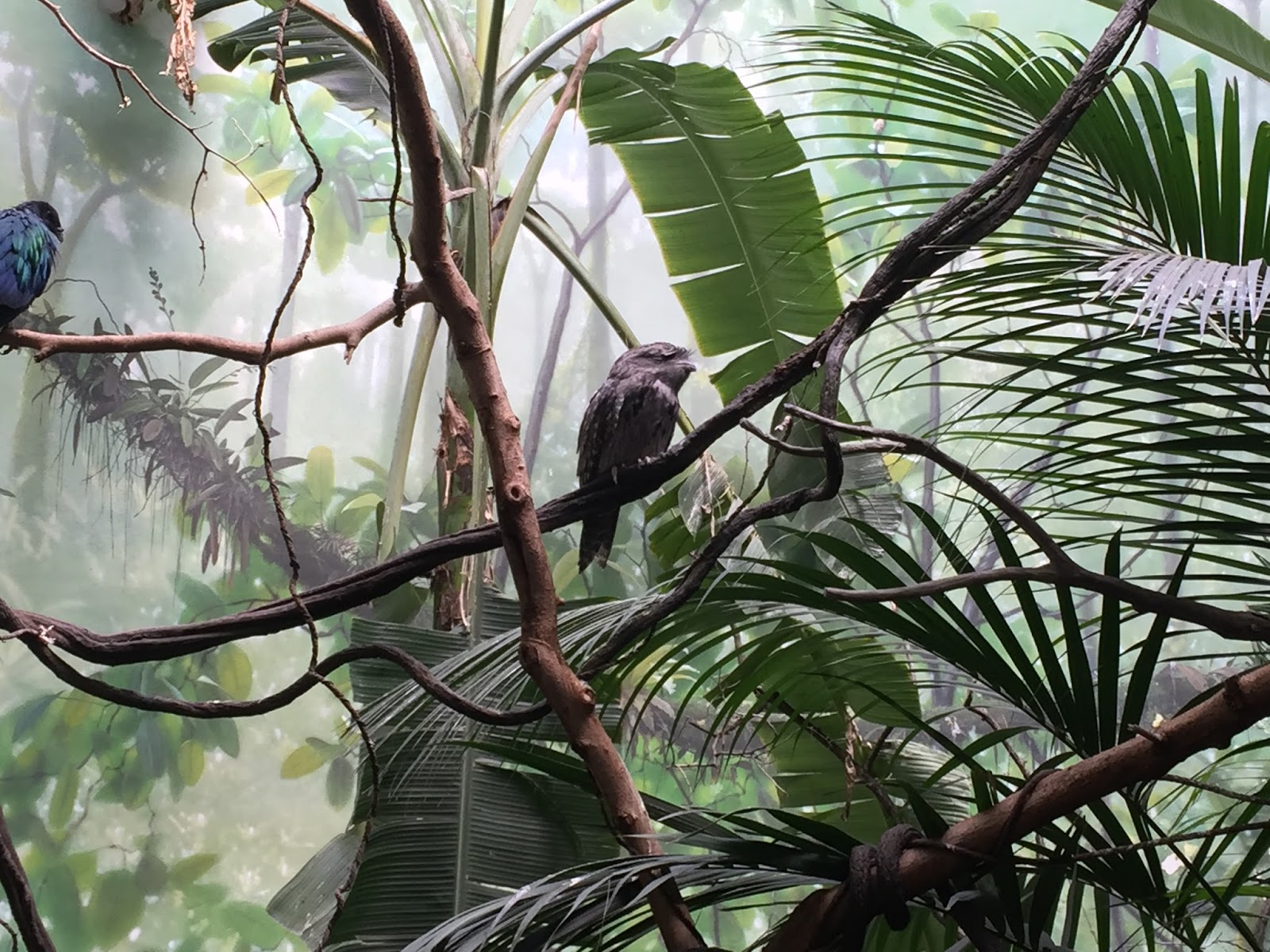 Earth on the Wing: Exploring the World of Birds at the Bronx Zoo