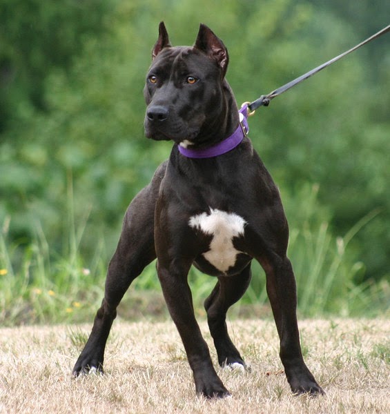 KÖPEK CİNSLERİ pitbull , pitbull türleri