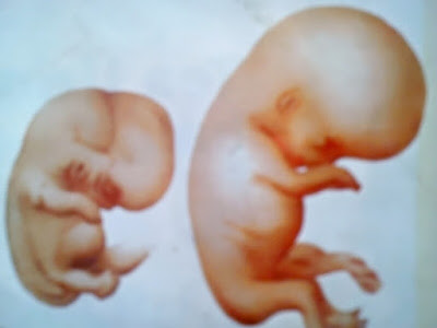 Gambar Perkembangan Janin 15 Dan 16 Minggu Kehamilan