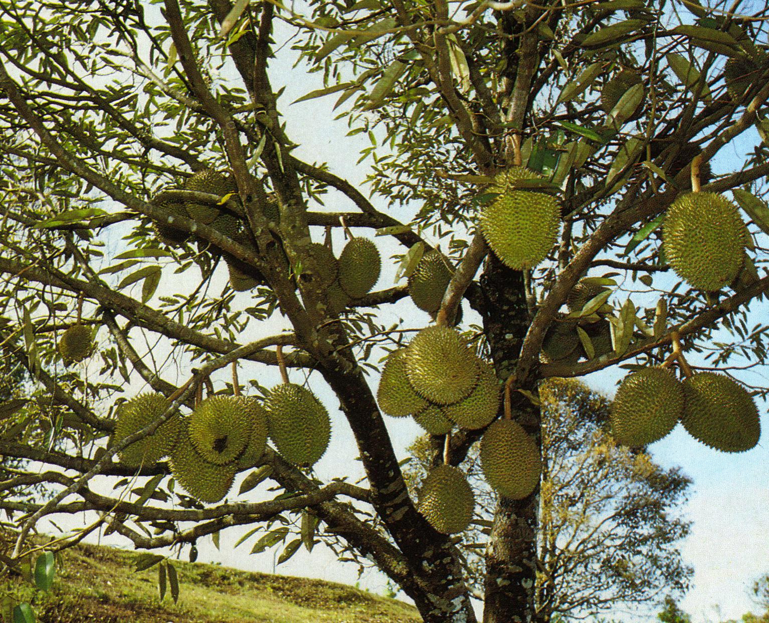 Durian Info Pollination of Durian Flowers Durian Info Pollination of Durian Flowers