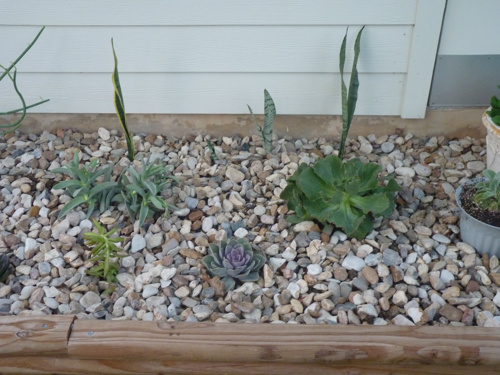 A Few of My Favorite Things: Succulent Bed