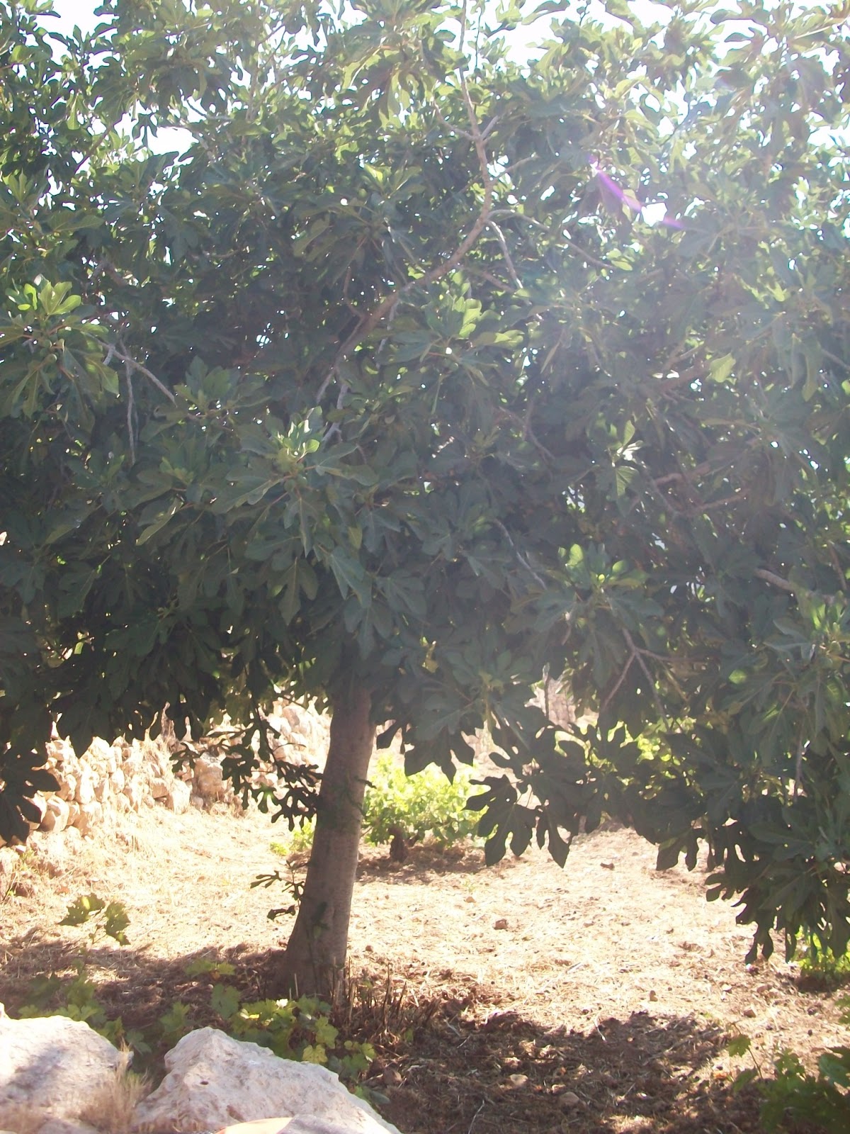 Israel 2015 Day Eight Judah, Shephelah, Philistia Field Study