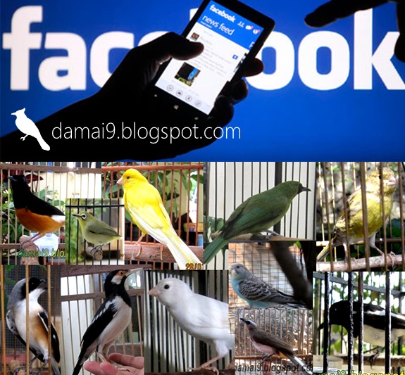 CARA CEPAT JUAL / BELI / BARTER BURUNG DENGAN PROSES MUDAH Bliss fusion