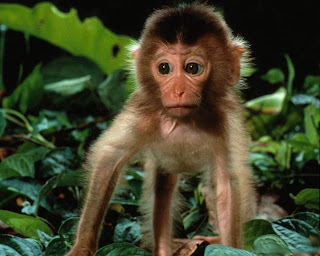 Funny Cute Monkey