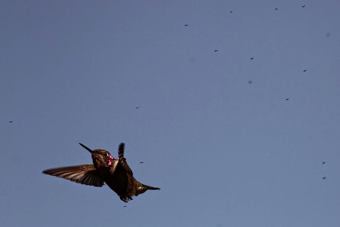 Jo's Morning Walk: Osprey Ousting... Hummingbird Hunting