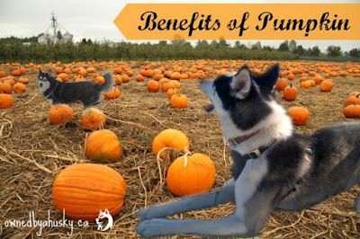 benefits of feeding pumpkin to dogs
