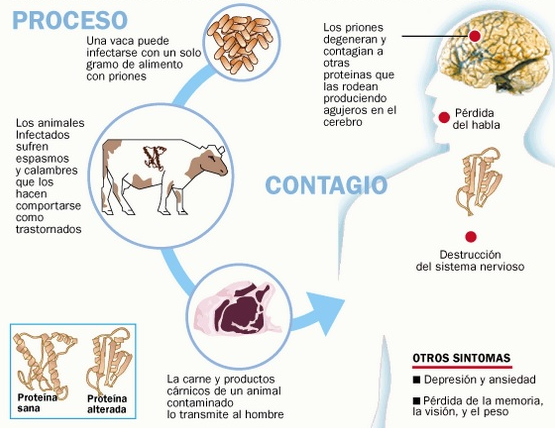 Cetosis y ansiedad