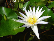 Beautifull lotus flower pictures (lotus flower pictures )