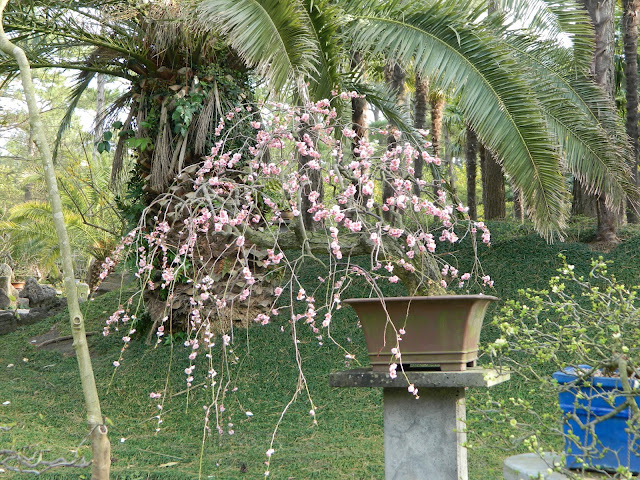 Bonsai flowers