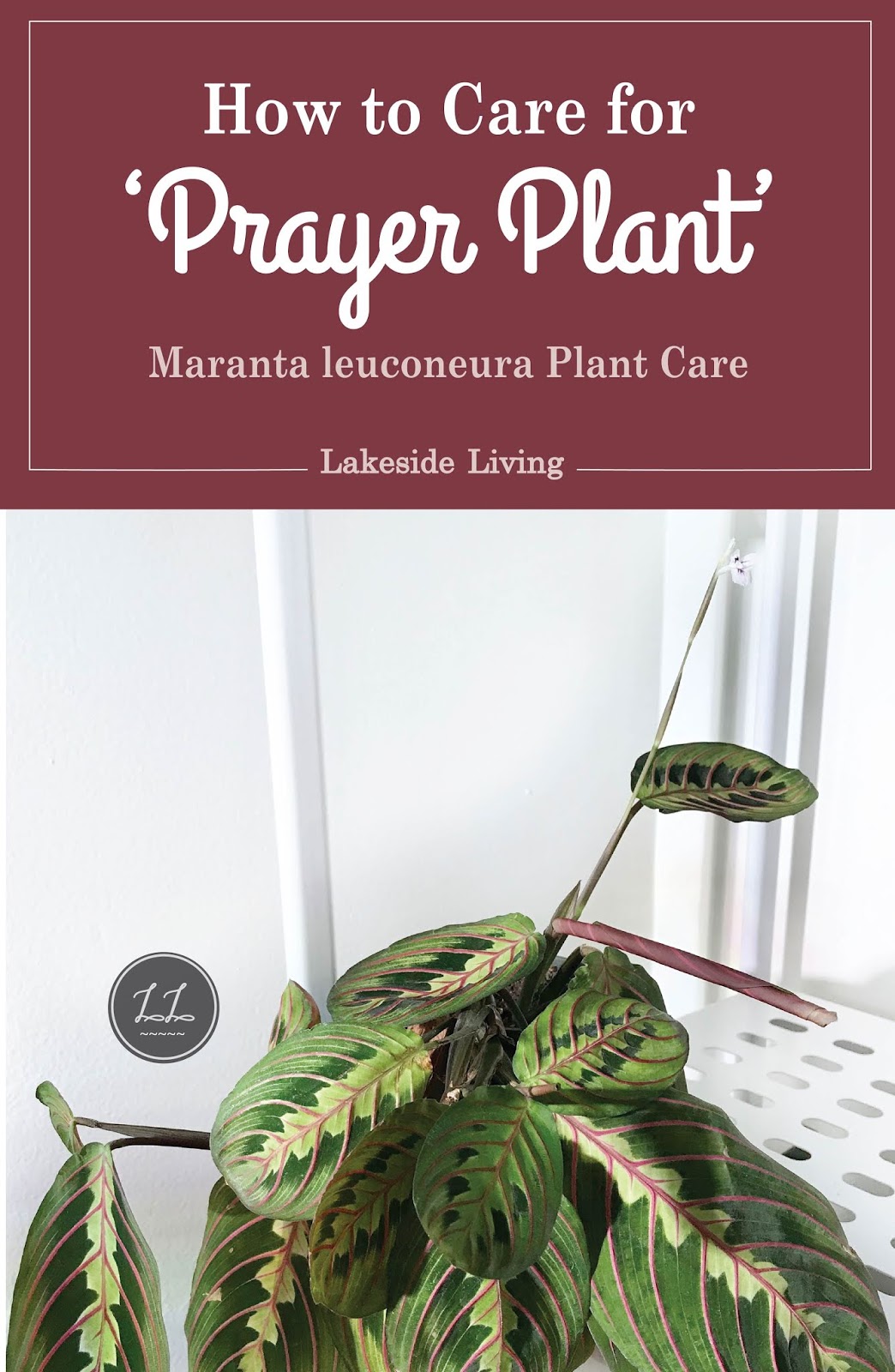 How to Grow a Happy Prayer Plant
