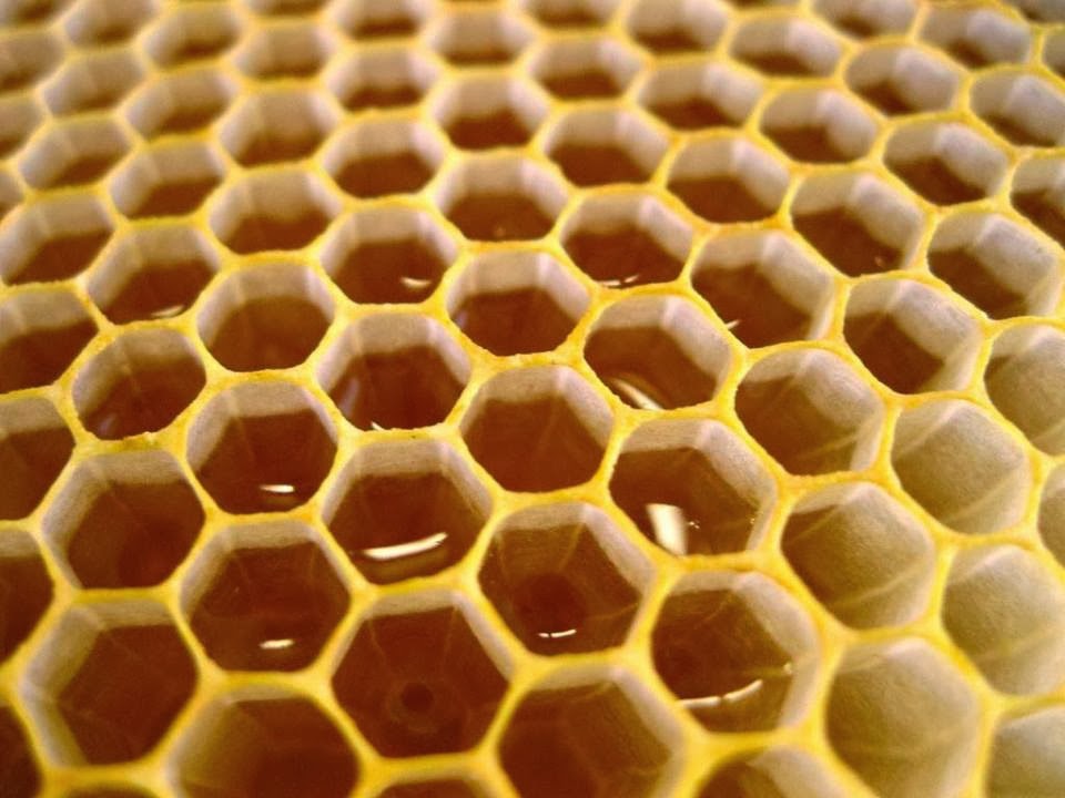 Пчелиные соты фото крупным планом