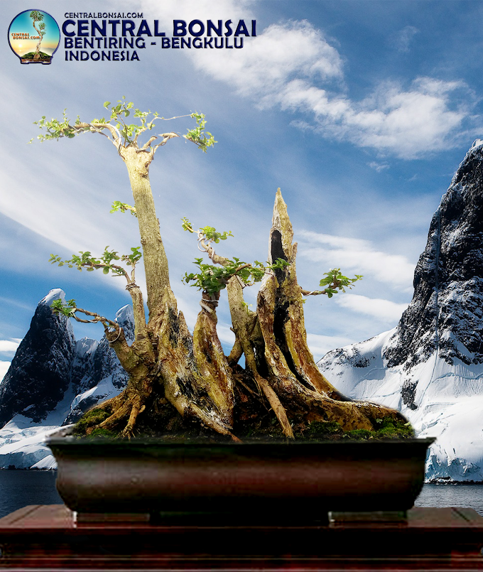 TIPS JITU, Seribu (1.000) Lebih Bakalan Bonsai Unik Jenis Wacang Sedang Dikembangkan