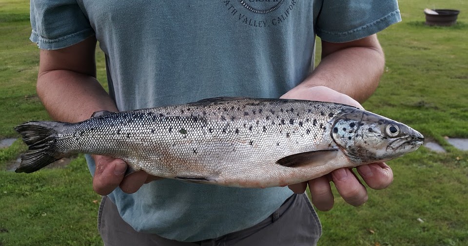 Endangered New Jersey Salmon in New Jersey