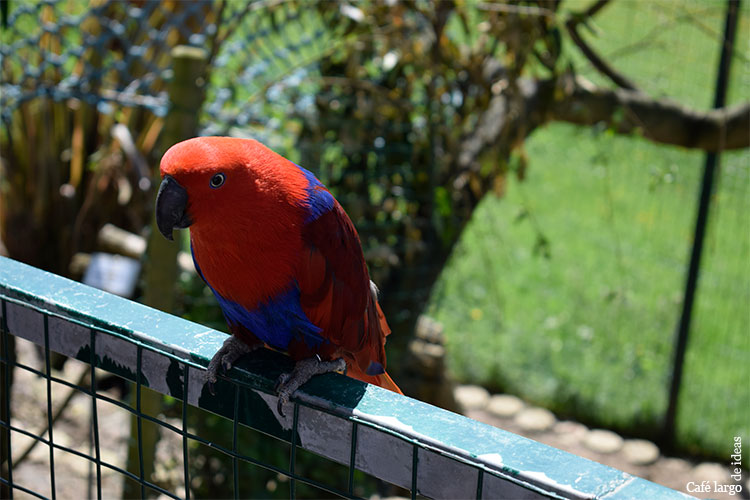 Núcleo Zoológico el Bosque, Oviedo (Asturias) Café largo de ideas