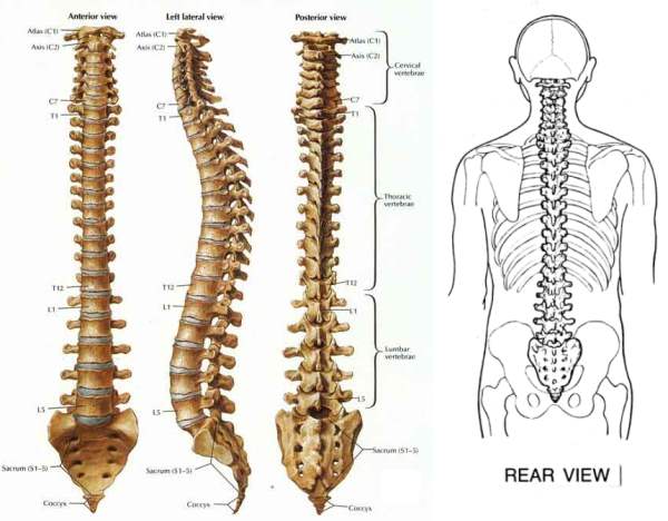 சுவைஇன்பம் suvaiinbam.blogspot.com: உணவின் மூலம் மூட்டு மற்றும் முதுகு