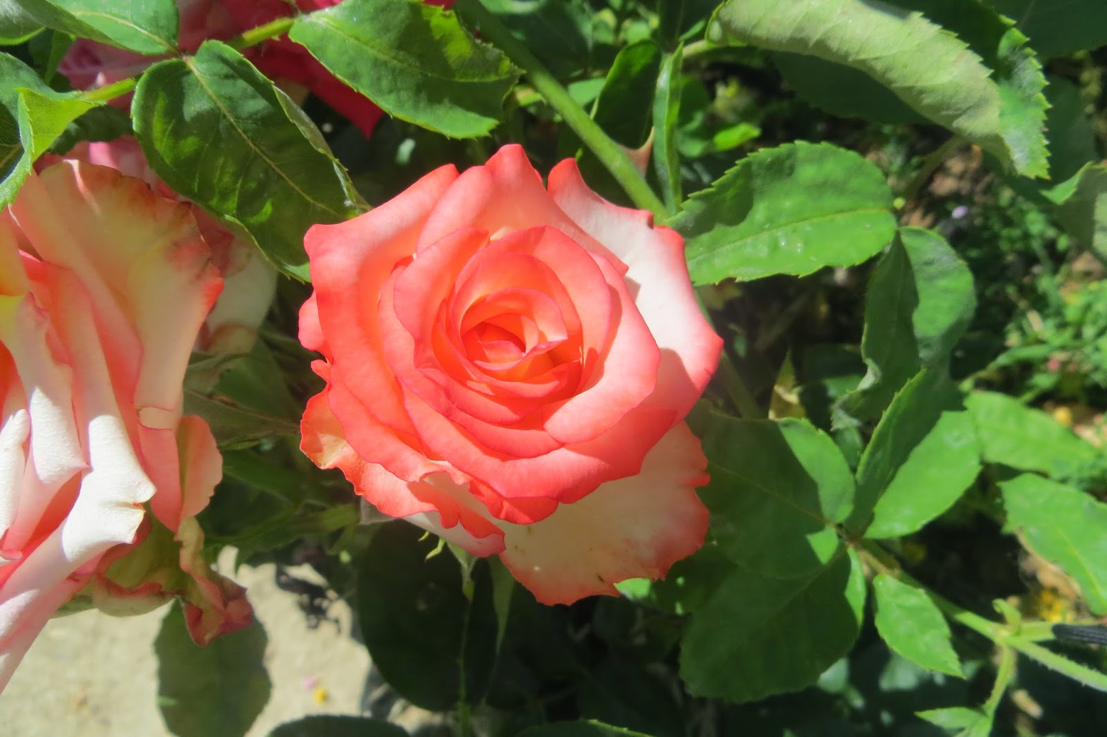 CPR.BEMBEZAR: LOS PATIOS DE CÉSPEDES EN LA PRIMAVERA DEL AÑO 2014