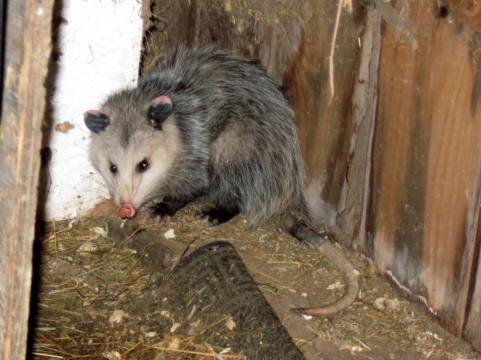 a possum hiding in a cubby hole under the feeder in Ruby's stall...