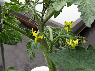 Bucolic Bushwick Rooftop Vegetable Garden Tomato Flowers