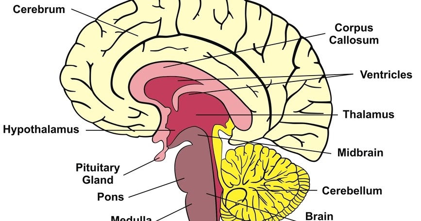 Anatomy of the Brain | The Spine of Science