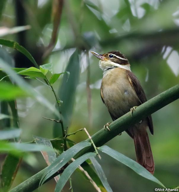 Pássaro Trepador-Coleira (Anabazenops fuscus)