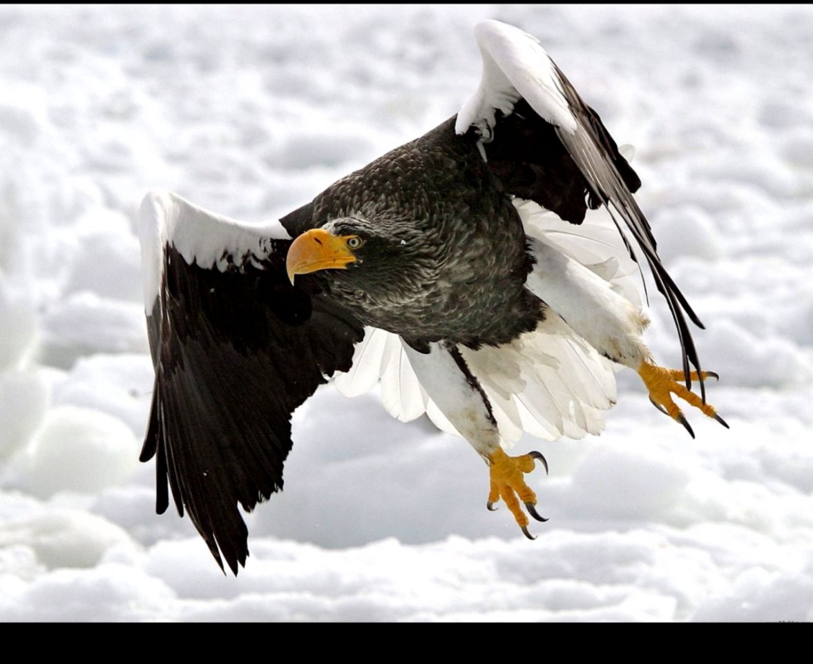 Gallery For gt Sea Eagles Wallpaper