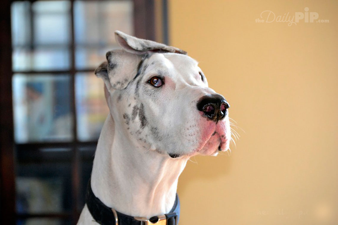 Adopting An Ex Breeding Dog Adopting An Ex Breeding Dog