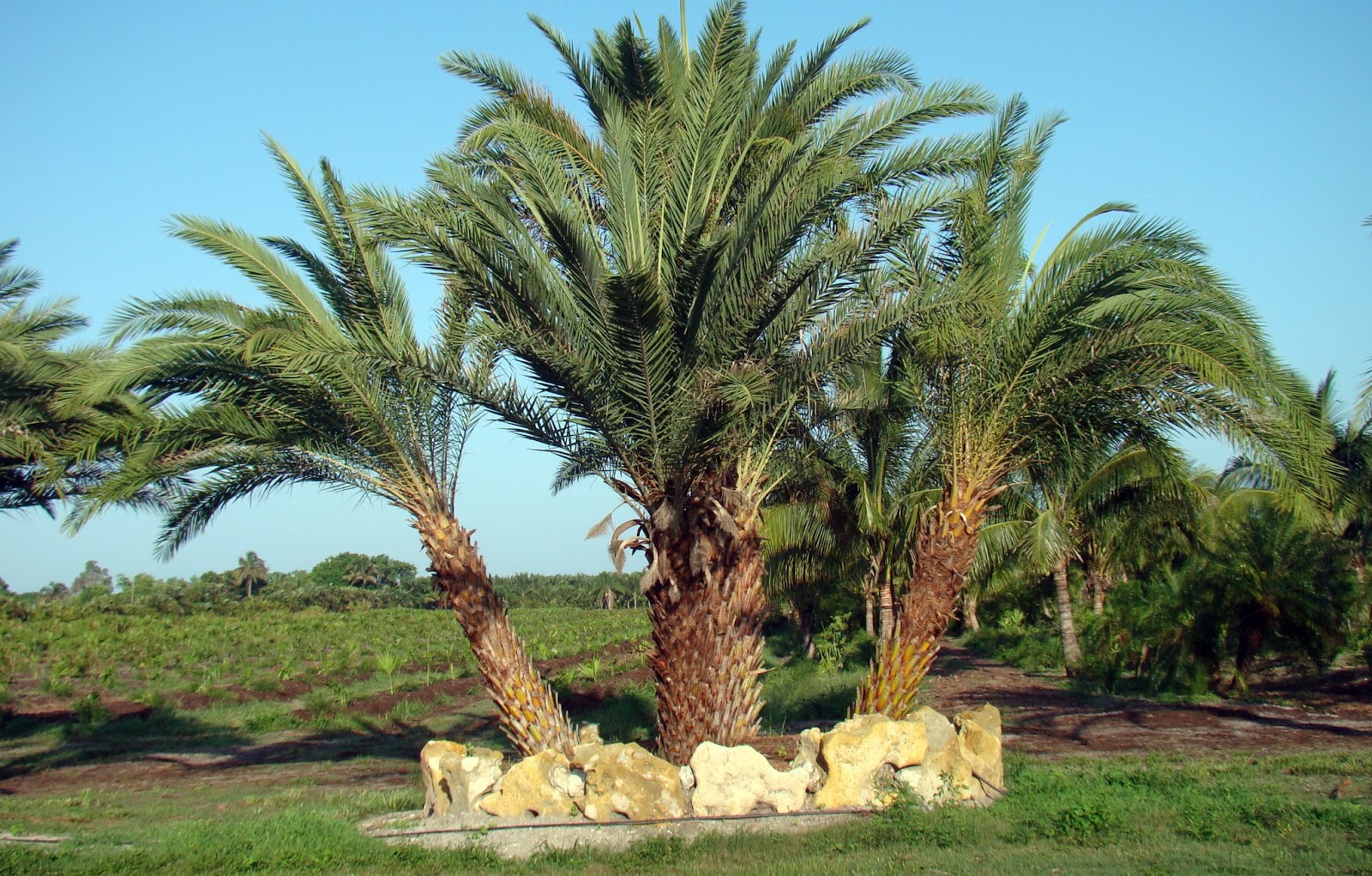 Pine Island, Florida: Summer growing season on Pine Island