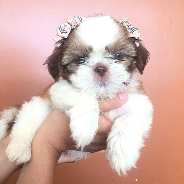 Shih Tzu Fêmeas