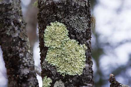 Lichenes (Lumut Kerak): Pengertian, Ciri, Jenis, Reproduksi, Struktur, Klasifikasi, Contoh dan Manfaatnya