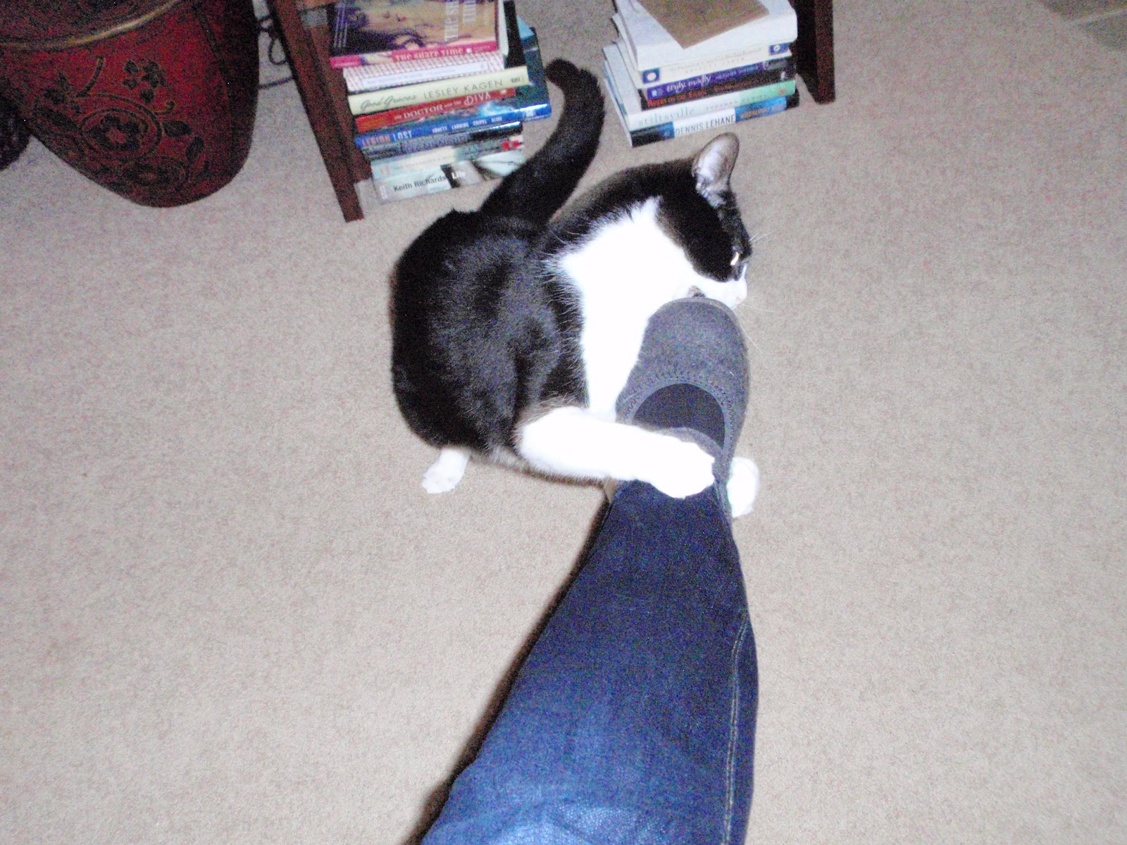 Katrina Kittle's Blog 314 When My Cat Attacks My Foot