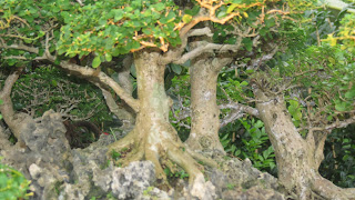 pokok bonsai