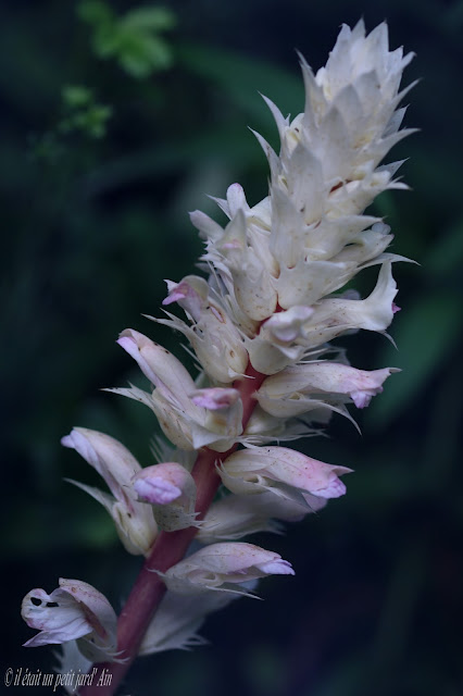 acanthe whitewater floraison blanche