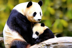 Baby Panda
