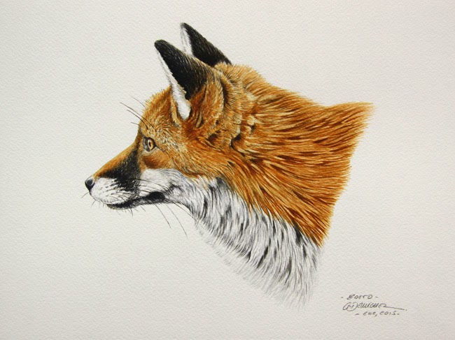 El pintor y la Naturaleza - Wildlife Art: Zorro rojo / Red fox.