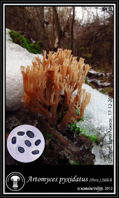 Artomyces pyxidatus (Pers.) Jülich