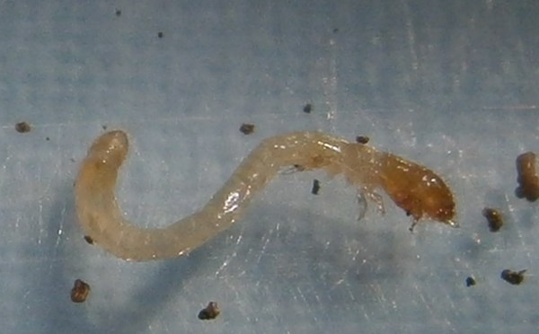 Eusattuslarva%25236.JPG