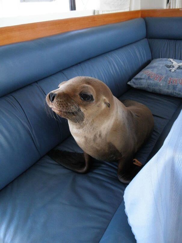 40 Heartwarming Pictures Of Animals - This Little Guy Jumped Onto Our Boat, Strolled Into The Cabin And Made Himself At Home On The Couch