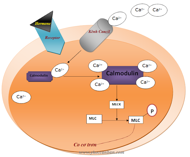 Chất truyền tin thứ hai là ion Ca và Calmodulin