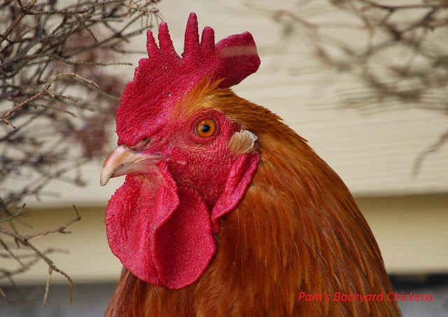 You can help keep hawks away from backyard chickens with these five simple steps.