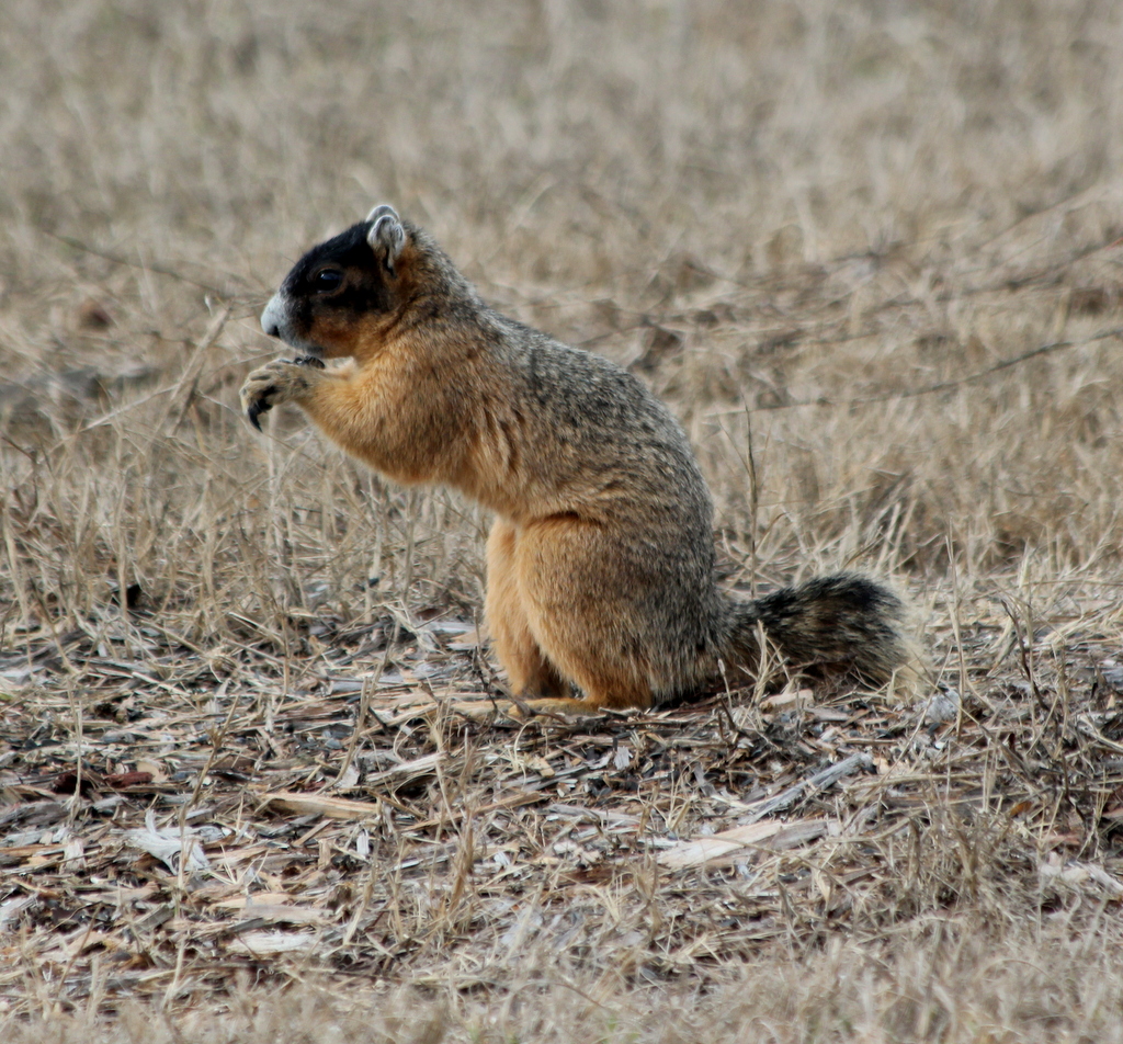 Parker's Barkers Unusual Florida Fox Squirrel