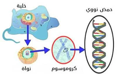 What-is-DNA-Function-ما-هي-وظيفة-الحمض-النووي