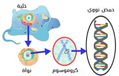 What-is-DNA-Function-ما-هي-وظيفة-الحمض-النووي