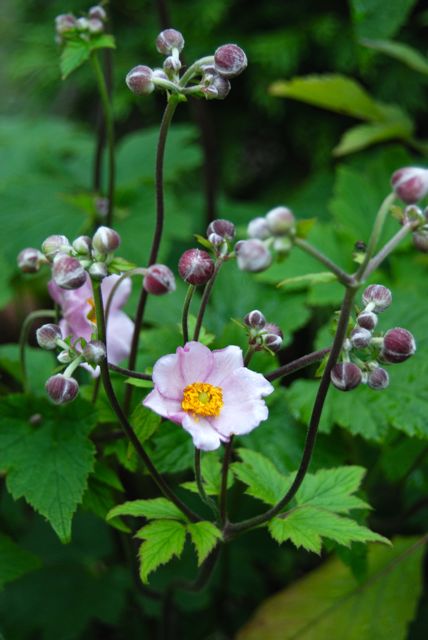The first blooms of pink Japanese Anemones are beginning on the Front Walk.