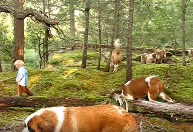42 saint bernards