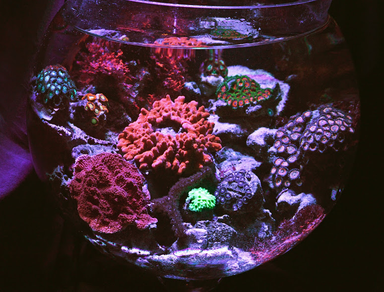 Aquarium Adventures Felicia S Pico Reef Vase